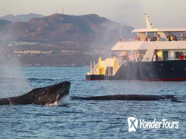 Whale-Watching Discovery Cruise