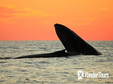 Whale-Watching Sunset Cruise in Los Cabos