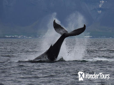 Whale-Watching Tour from Reykjavik