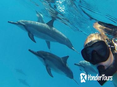 Wild Dolphin And Reef Snorkel