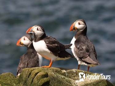 Wildlife Cruise from John O'Groats