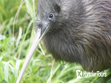 Willowbank Wildlife Reserve Day Entry & Guided Kiwi Tour