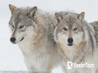 Winter Alaska Wildlife Tour Winter Alaska Wildlife Tour
