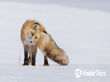 Winter Half-Day Wildlife Safari From Jackson Hole