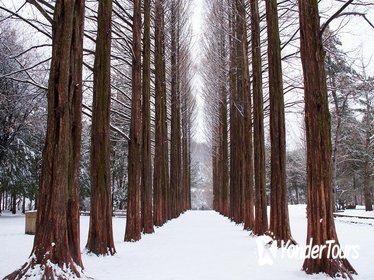 Winter Sonata TV Tour on Nami Island from Seoul