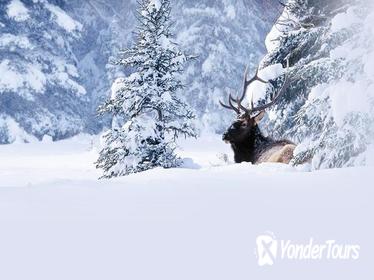 Winter Wildlife Discovery Tour Winter Wildlife Discovery Tour