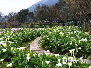 Yangmingshan National Park Day Tour