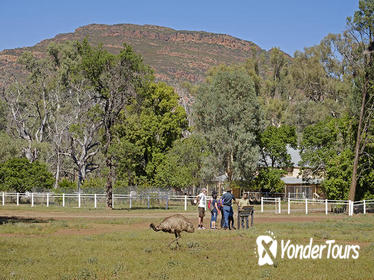 Yura Udnyu - Wilpena Pound Aboriginal Cultural Walk