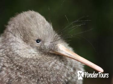 Zealandia by Night Tour