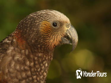 Zealandia Twilight Tour