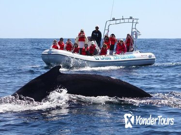 Zodiac Whale-Watching Adventure in Los Cabos