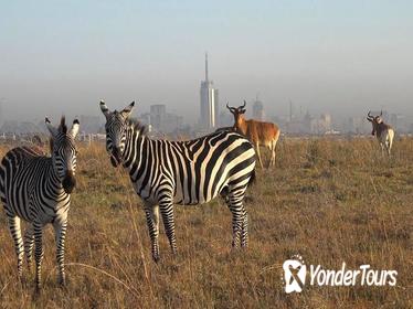 EARLY MORNING HALF DAY MINI SAFARI TO NAIROBI NATIONAL PARK