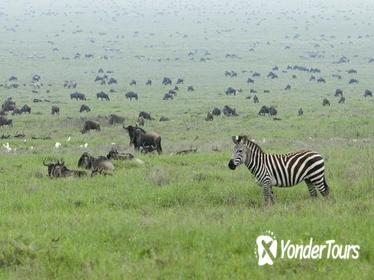 5-Day Highlights of Tanzania Safari