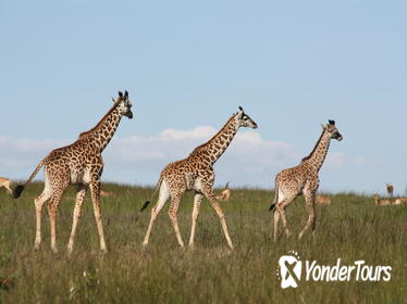 Half-Day Karen Blixen Museum and Giraffe Center Small-Group Tour from Nairobi Half-Day Karen Blixen Museum and Giraffe Center Small-Group Tour from Nairobi