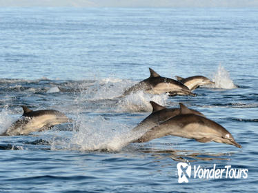 Dolphin Swim and Benitiers Island Day Trip with Lunch