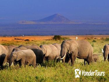5day: Best of Kenya Big 5 Wildlife Safari to Amboseli & Tsavo West National Park