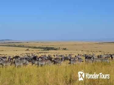 6-Night Masai Mara National Reserve Tour: Nakuru National Parks, Amboseli and Tsavo from Nairobi