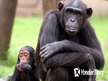 Full-Day Chimp Eden and Botanical Gardens tour from Hazyview