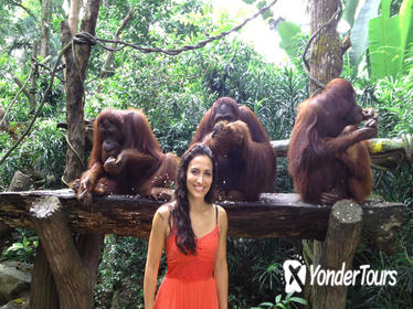 Singapore Zoo with Transfer and Optional Breakfast with Orangutans Singapore Zoo with Transfer and Optional Breakfast with Orangutans