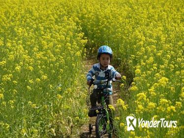 Nagano Full-Day Cycling Tour with Snow Monkey, Obuse Town, Apple Orchards