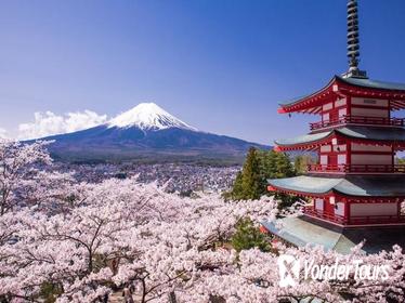 Cherry Blossom Festival with Visit to Five-Story Pagoda,Kawaguchiko from Tokyo