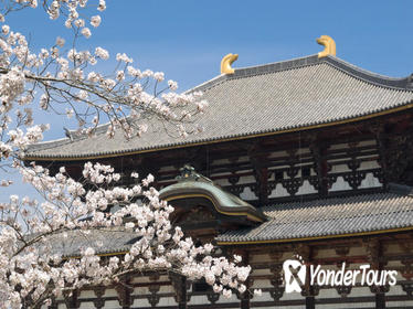 Kyoto and Nara Day Tour Including Golden Pavilion and Todai-ji Temple from Osaka