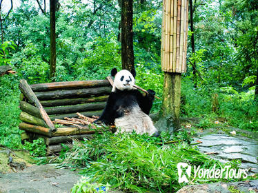 Giant Panda and Leshan Buddha Day Trip from Chengdu