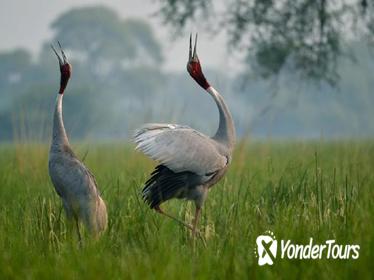 Private Tour Guide In Bharatpur Bird Sanctuary With Optional Transportation