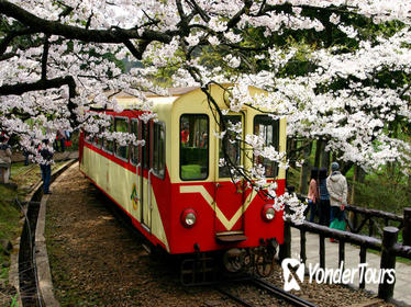 3-Day Tour of Sun Moon Lake, Puli and Alishan National Scenic Area from Taipei