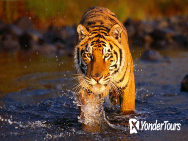Private 3-Day Ranthambore National Park Tour from Delhi