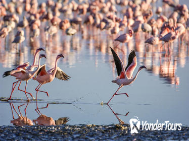 Private Tour: Singapore's Jurong Bird Park Tour