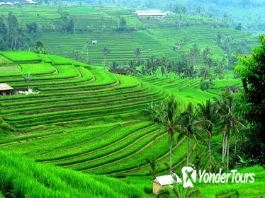 Ancient Temples and Jatiluwih Rice Terrace Private Tour