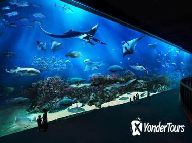 Skip the Line: S.E.A. Aquarium Day Pass Including Hotel Pickup from Singapore