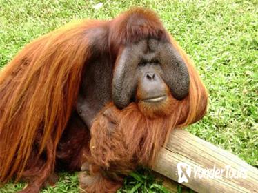 2D1N Orang Utan Island Laketown Bukit Merah and Cameron Highlands Tour