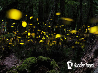 KOTA KINABALU BEFREE FIREFLY TOUR