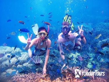 Bali Lovina Dolphin and Menjangan Day Tour