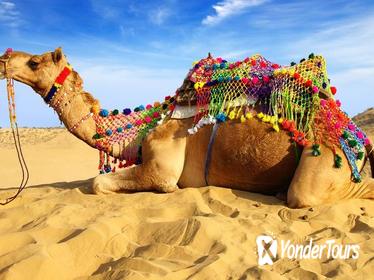 Experience Pushkar Camel Fair Festival with Transportation & Guide only