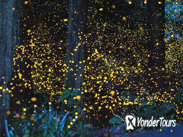 Muara Bay Fireflies Tour