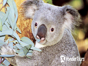 Perth Zoo General Entry Ticket and Sightseeing Cruise