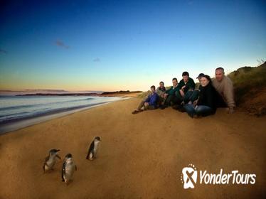 Phillip Island Ultimate Penguin Eco Tour or Skybox Experience