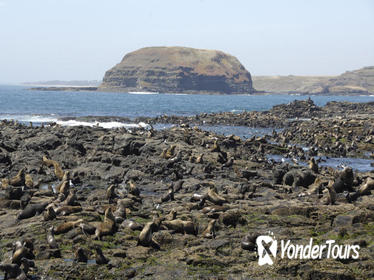 Phillip Island Nature Park and Wildlife Seals Cruise