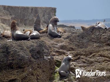 Phillip Island Wildlife Cruise with Optional Penguin Parade and 3 Park Pass