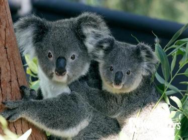 Sydney Harbour Cruise with Taronga Zoo Entry Ticket Sydney Harbour Cruise with Taronga Zoo Entry Ticket