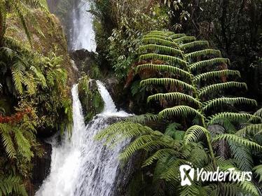 Rotorua Cultural Eco Small Group Afternoon Tour