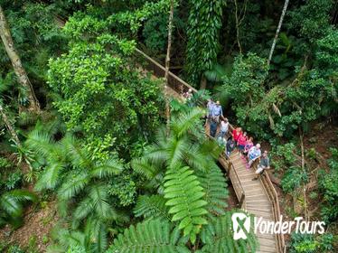 Cape Tribulation, Daintree River Cruise and Bloomfield Track Small Group Tour