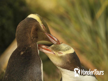 Dunedin and the Otago Peninsula Wildlife Tour