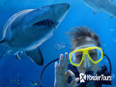 Shark Dive Xtreme at SEA LIFE Sydney Aquarium