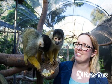 Adelaide Zoo Behind the Scenes Experience: Squirrel Monkey Feeding