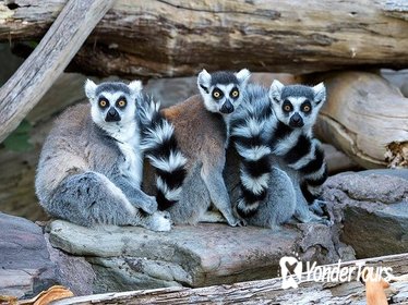 Adelaide Zoo Behind the Scenes Experience: Lemur Feeding
