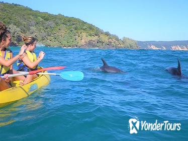 Kayak with Dolphins and 4WD Great Beach Drive Day Trip from Noosa
